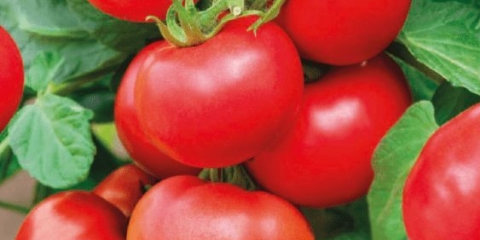 Panj rajčice f1: opis sorte, fotografija grma, recenzije